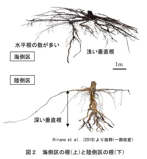 樹木 根|樹木の根系の成長に関する基礎的研究